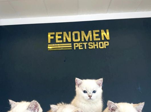 Top Kafa Scottish Fold Yavrulari Fenomen Pet Shop Ankara görsel