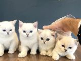Top Kafa Scottish Fold Yavrulari Fenomen Pet Shop Ankara