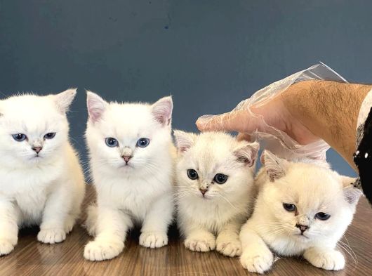 Top Kafa Scottish Fold Yavrulari Fenomen Pet Shop Ankara görsel