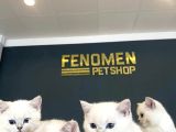 Top Kafa Scottish Fold Yavrulari Fenomen Pet Shop Ankara