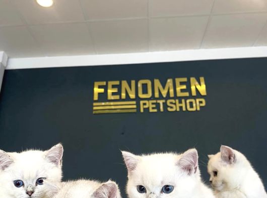 Top Kafa Scottish Fold Yavrulari Fenomen Pet Shop Ankara görsel