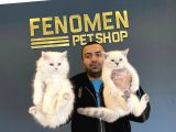 Top Kafa Scottish Fold Yavrulari Fenomen Pet Shop Ankara