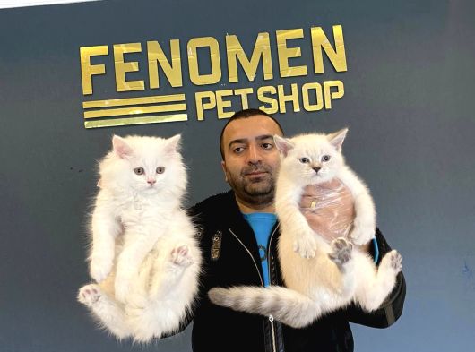 Top Kafa Scottish Fold Yavrulari Fenomen Pet Shop Ankara görsel