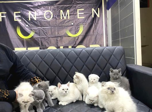 Top Kafa Scottish Fold Yavrulari Fenomen Pet Shop Ankara görsel