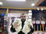 Top Kafa Scottish Fold Yavrulari Fenomen Pet Shop Ankara
