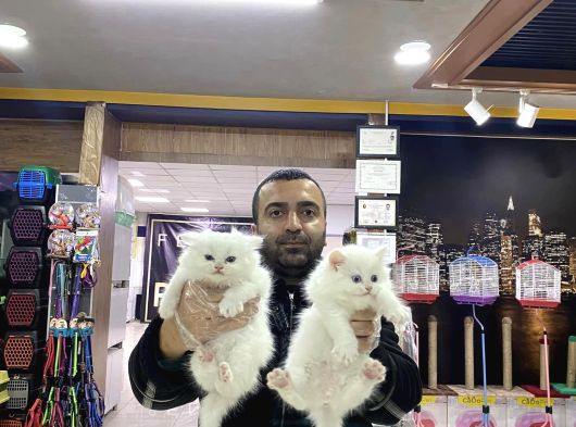 Top Kafa Scottish Fold Yavrulari Fenomen Pet Shop Ankara görsel