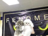 Top Kafa Scottish Fold Yavrulari Fenomen Pet Shop Ankara