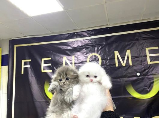 Top Kafa Scottish Fold Yavrulari Fenomen Pet Shop Ankara görsel