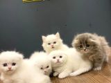 Top Kafa Scottish Fold Yavrulari Fenomen Pet Shop Ankara