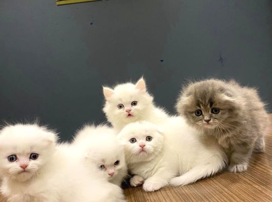 Top Kafa Scottish Fold Yavrulari Fenomen Pet Shop Ankara görsel