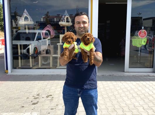 Wc Egi̇ti̇mli̇  Toy Poodle Yavrularimiz Fenomen Pets Ankara görsel