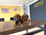 Wc Egi̇ti̇mli̇  Toy Poodle Yavrularimiz Fenomen Pets Ankara