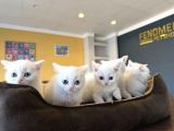KEDİCİDEN RENK RENK BRITISH SHORTHAIR YAVRULARI ANKARA