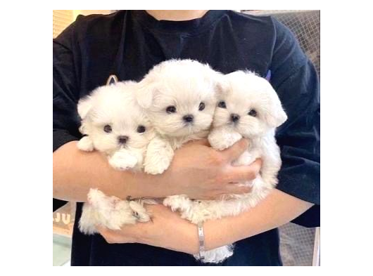 Maltese Terri̇er Teacup Ev Doğumlu Bebekleri̇m