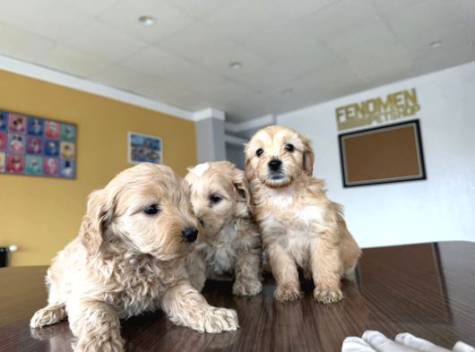En Güzel Malti̇po Yavrulari Ankara Mağazamizda Görün görsel