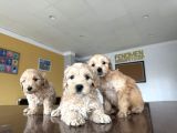 En Güzel Malti̇po Yavrulari Ankara Mağazamizda Görün