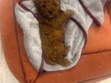 Toy Poodle