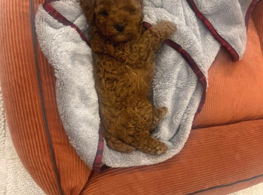 Toy Poodle görsel