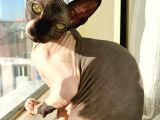 2Yaşında Sphynx