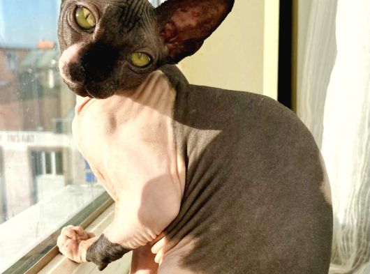 2Yaşında Sphynx görsel