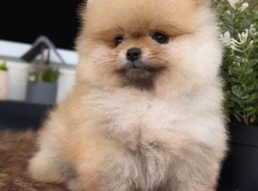 Sevi̇mli̇ Pomerani̇an