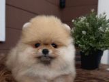 Sevi̇mli̇ Pomerani̇an