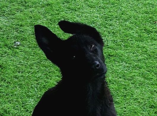 Solid Black Alman Çoban Yavruları