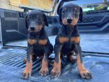 King Doberman Yavrulari Mama Ve Malzeme Kampanya Li