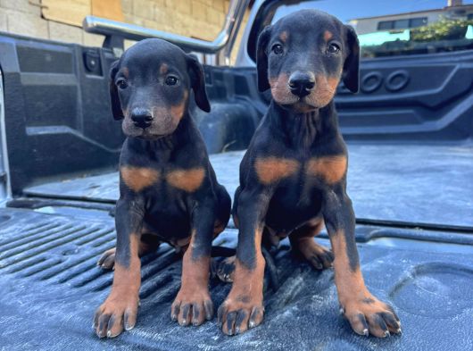 King Doberman Yavrulari Mama Ve Malzeme Kampanya Li görsel
