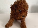 Bebek Yüzlü Safkan Toy Poodle Meleğim