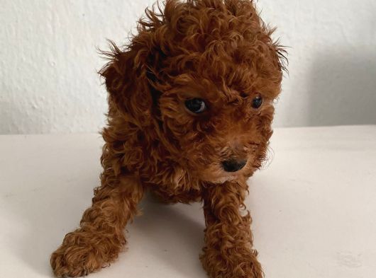 Bebek Yüzlü Safkan Toy Poodle Meleğim görsel
