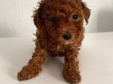 Bebek Yüzlü Safkan Toy Poodle Meleğim