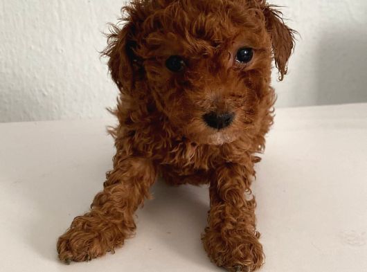 Bebek Yüzlü Safkan Toy Poodle Meleğim görsel