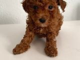 Bebek Yüzlü Safkan Toy Poodle Meleğim