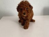 Bebek yüzlü safkan Toy poodle meleğim