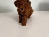 Bebek Yüzlü Safkan Toy Poodle Meleğim