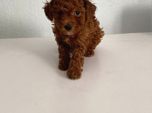 Bebek Yüzlü Safkan Toy Poodle Meleğim görsel