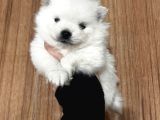 Ayı Surat Pomeranian Boo Yavrularım