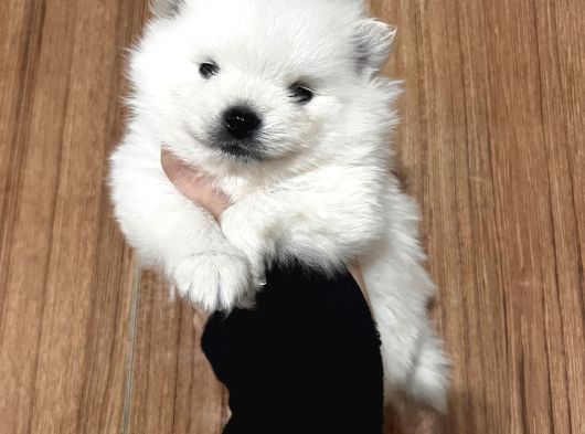Ayı Surat Pomeranian Boo Yavrularım görsel