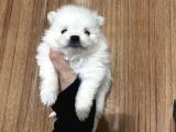 Ayı Surat Pomeranian Boo Yavrularım
