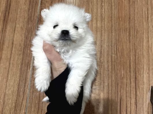 Ayı Surat Pomeranian Boo Yavrularım görsel