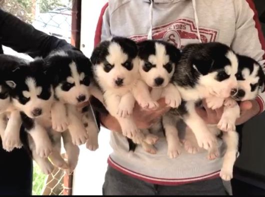 ÜST KALİTE SİYAH HUSKY YAVRULARI