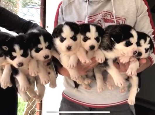 Üst Kali̇te Si̇yah Husky Yavrulari görsel
