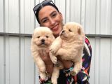 Chowchow yavrularım ırk ve sağlık garantilidir