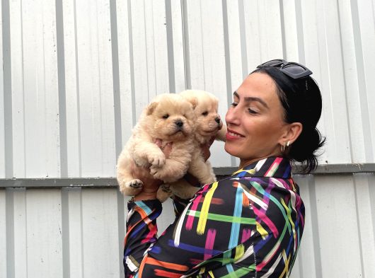 Chowchow Yavrularım Irk Ve Sağlık Garantilidir görsel
