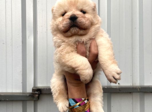 Chowchow Yavrularım Irk Ve Sağlık Garantilidir görsel