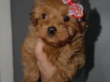 Kore Poodle Kızımız