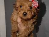 Kore poodle kızımız