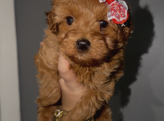 Kore Poodle Kızımız
