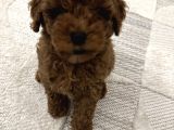 Toy Poodle